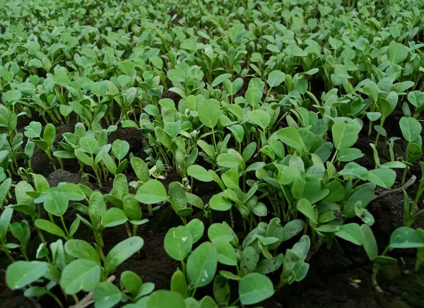 Hint tarlalarında Çemen (metil) mahsulü hazır.