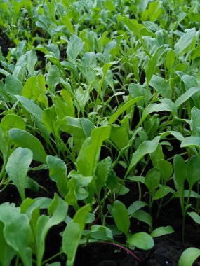 Hint Çiftliği ıspanağı hazır. Organik Sebze Çiftliği. Konuya özen gösterin.