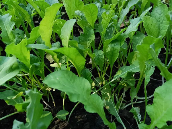 Indian Farm Spinach Está Pronto Agricultura Vegetal Orgânica Foco Seletivo — Fotografia de Stock