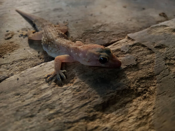 The Common House Gecko is on an Indian wooden plank