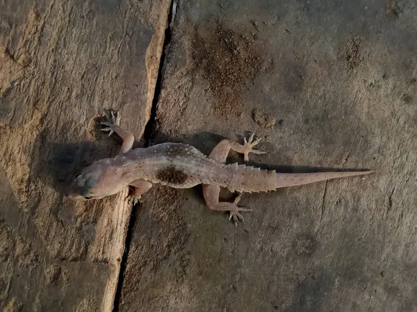 Kertenkele, Hindistan tahtasının üzerinde.