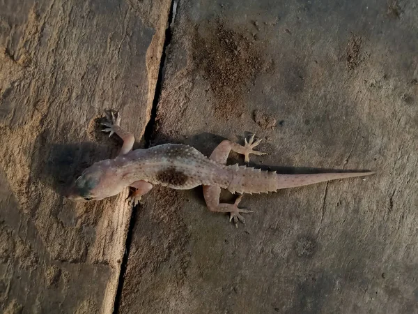 Common House Gecko Indian Wooden Plank Stock Photo