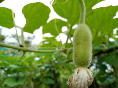 Küçük Loki ve beyaz çiçekler sarmaşıklarda yetişiyor.