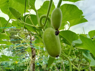 Küçük Loki ve beyaz çiçekler sarmaşıklarda yetişiyor.