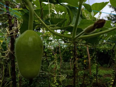 Küçük Loki ve beyaz çiçekler sarmaşıklarda yetişiyor.