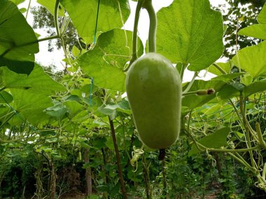 Küçük Loki ve beyaz çiçekler sarmaşıklarda yetişiyor.