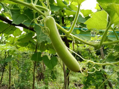 Küçük Loki ve beyaz çiçekler sarmaşıklarda yetişiyor.