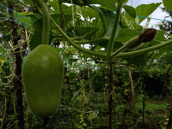 Küçük Loki ve beyaz çiçekler sarmaşıklarda yetişiyor.