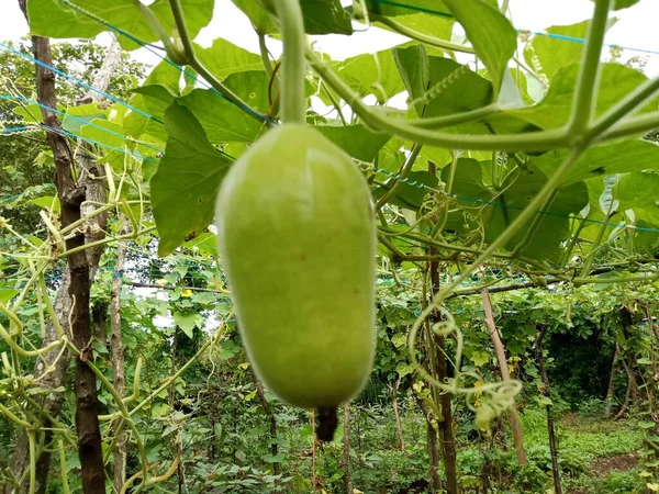 Küçük Loki ve beyaz çiçekler sarmaşıklarda yetişiyor.