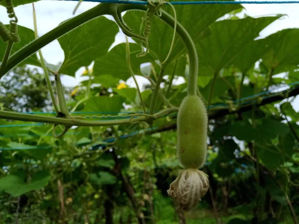 Küçük Loki ve beyaz çiçekler sarmaşıklarda yetişiyor.