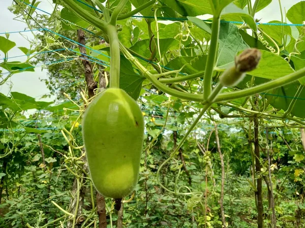 Küçük Loki ve beyaz çiçekler sarmaşıklarda yetişiyor.