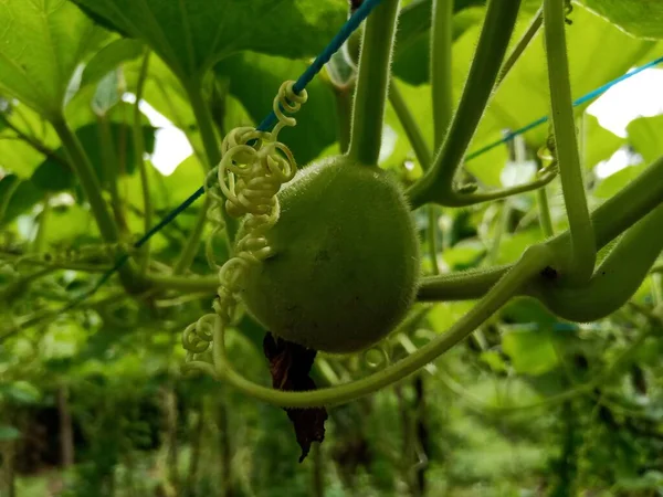 Küçük Loki ve beyaz çiçekler sarmaşıklarda yetişiyor.