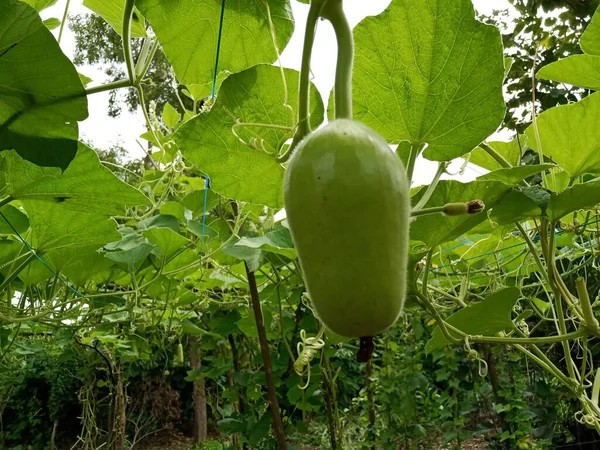 Küçük Loki ve beyaz çiçekler sarmaşıklarda yetişiyor.