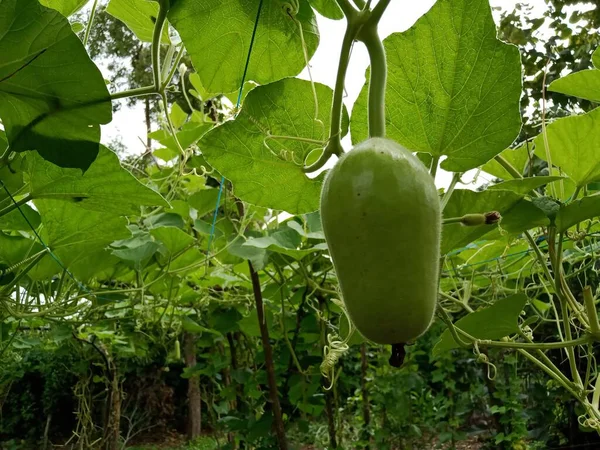 Küçük Loki ve beyaz çiçekler sarmaşıklarda yetişiyor.