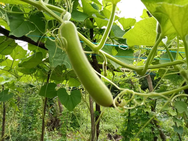 Küçük Loki ve beyaz çiçekler sarmaşıklarda yetişiyor.