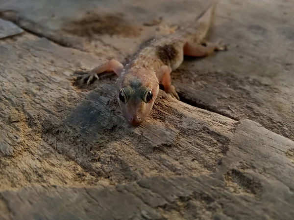 Casa Comum Gecko Está Uma Prancha Madeira Indiana Imagens De Bancos De Imagens