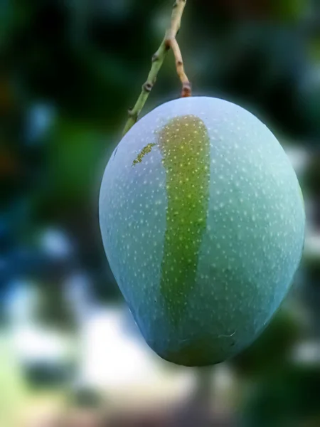 Mango Przybyli Sezon Letni Drzewo Polach Indii — Zdjęcie stockowe