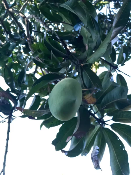 Mango Przybyli Sezon Letni Drzewo Polach Indii — Zdjęcie stockowe