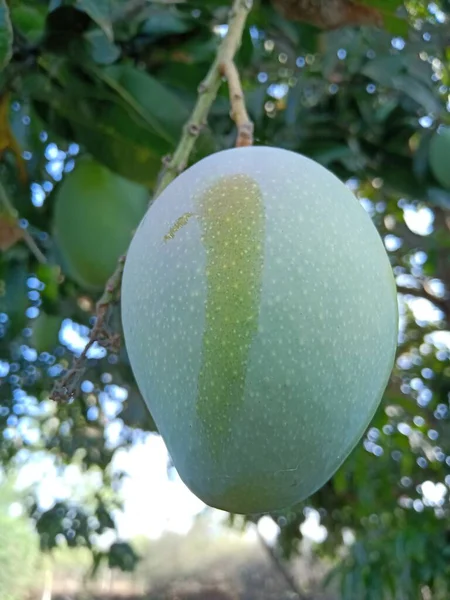 Mango Przybyli Sezon Letni Drzewo Polach Indii — Zdjęcie stockowe