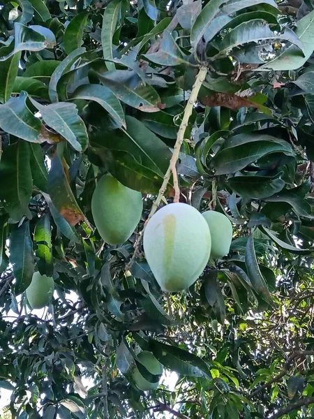 Mangues Sont Venus Saison Estivale Arbre Dans Les Champs Inde — Photo