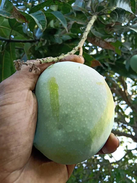 Mangos Sind Zur Sommersaison Der Baum Auf Den Feldern Indiens — Stockfoto