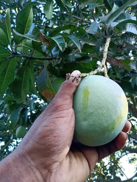 Mango Przybyli Sezon Letni Drzewo Polach Indii — Zdjęcie stockowe