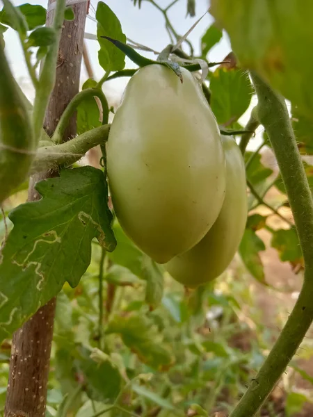 Gibt Grüne Tomaten Auf Der Tomatenpflanze Bioland — Stockfoto