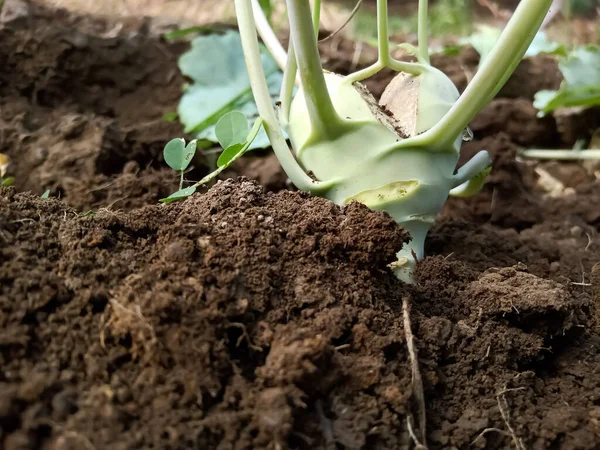 Kohalrabi meyveleri sıcak ve bozulmuş. 