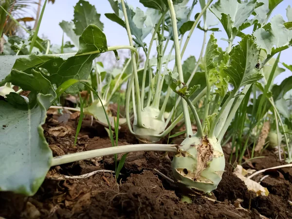 Kohalrabi meyveleri sıcak ve bozulmuş. 
