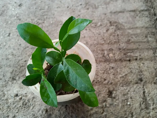 Φυτώρια Λεμονιού Φυτεύονται Ένα Μικρό Πλαστικό Ποτήρι — Φωτογραφία Αρχείου
