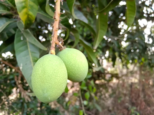 Zielone Mango Pojawiły Się Drzewie Mango Sezonie Letnim — Zdjęcie stockowe