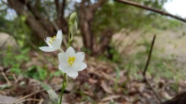Hint ormanlarında yağmur mevsimi Ayurvedic sebzeler (güvenli musli) Bilimsel adı: Klorophytum borivilianum Family: Asparagaceae
