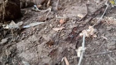 Karıncalar Hindistan tarım çiftliğinde kuyrukta yürüyor 