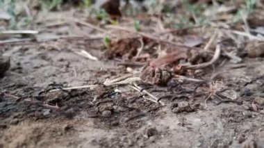 Karıncalar Hindistan tarım çiftliğinde kuyrukta yürüyor 