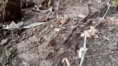 Karıncalar Hindistan tarım çiftliğinde kuyrukta yürüyor 