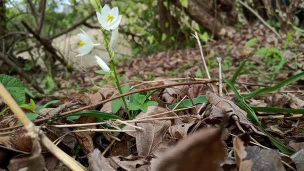 Rainy Season Ayurvedic Vegetables Indian Jungle Safed Musli Scientific Name — Video Stock