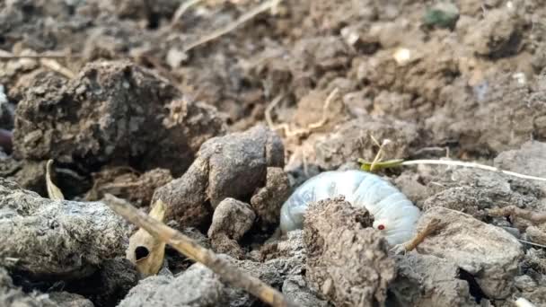 Worm Grub Digging Ground Going — Stock Video