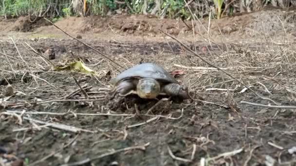 海龟在农场行走 热带爬行动物来自印度 — 图库视频影像