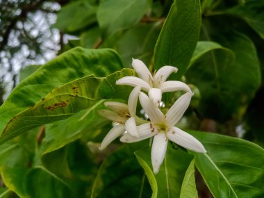 Botanik adı Manjanathi olan Morinda Tinctoria. Adı Noni..
