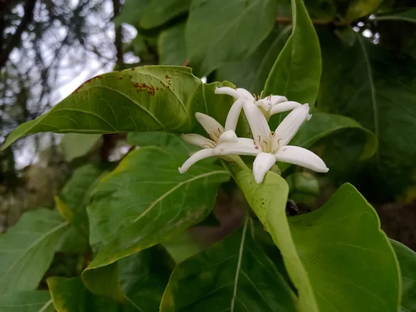 Manjanathi 식물학적 명칭은 Morinda Tinctoria Noni 불립니다 — 스톡 사진