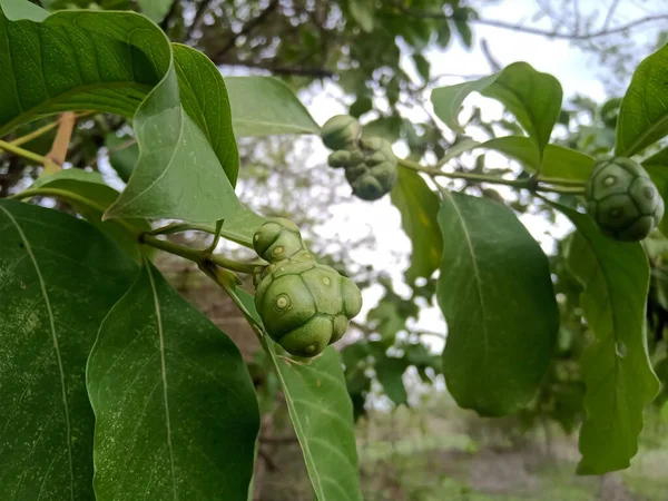 Nombre Botánico Manjanathi Morinda Tinctoria Llama Noni —  Fotos de Stock