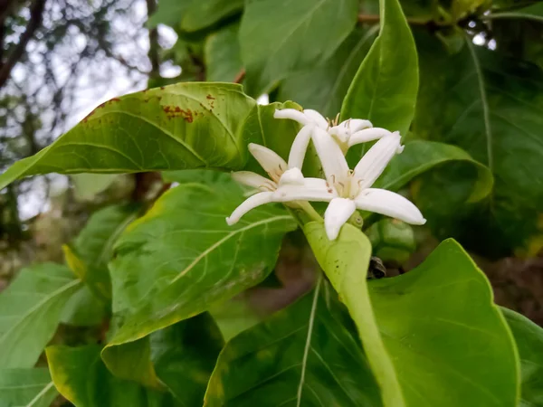 Botanik Adı Manjanathi Olan Morinda Tinctoria Adı Noni — Stok fotoğraf