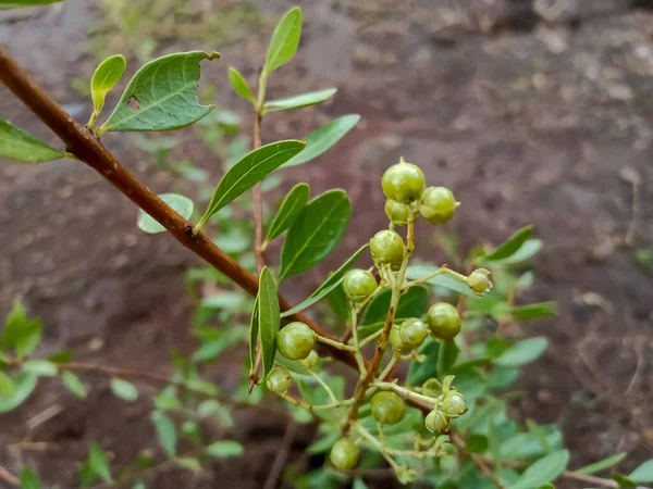 Mehandi Planta Henna Planta Hojas Indio Ayurvédico Árbol —  Fotos de Stock