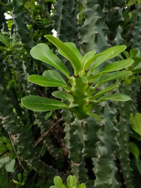 Planta Cactus Verde Indio Euphorbia Ingens —  Fotos de Stock