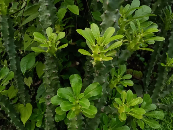 Hint Yeşili Kaktüs Bitkisi Euphorbia Ingens — Stok fotoğraf