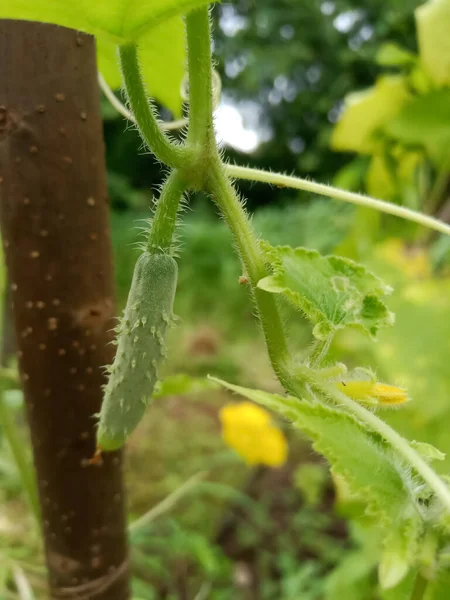 Small cucumber growing up on vine 