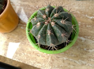 Cactus ( Melocactus zehntneri Plant, beech plant ) planted in pot