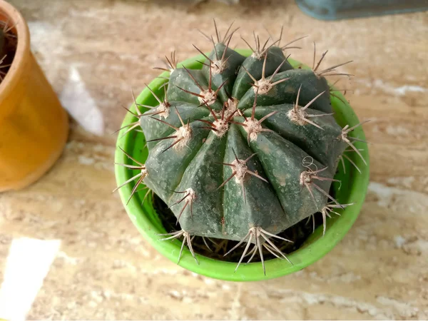 Cactus Melocactus Zehntneri Plant Beech Plant Planted Pot — Fotografia de Stock