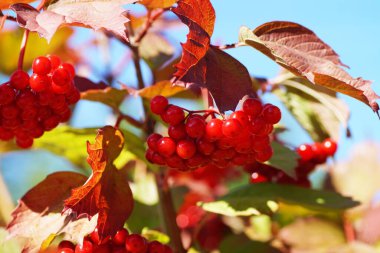 Mavi gökyüzüne karşı olgunlaşmış kırmızı viburnum