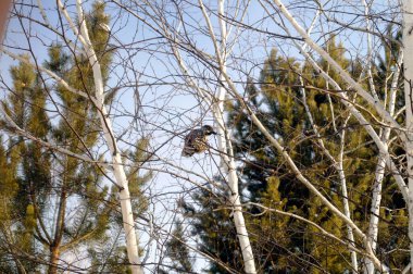 Bir sedir ağacı sonbahar ormanında bir huş ağacında oturur.